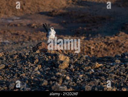 Ein Galápagos-Spottvogel (Mimus parvulus) auf karger vulkanischer Landschaft auf Santiago Island, Galapagos Stockfoto