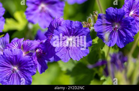 Aster blüht „Aster macrophyllus“ „Twilight“ in leuchtendem blau-violetten Farbton und blüht im Sommergarten. Großaufnahme der Blüten. Wicklow, Irland Stockfoto