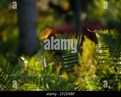 Herbst natürliche Hintergrundtapete Landschaft. Herbstliche gelbe Blätter im Sonnenlicht. Stockfoto