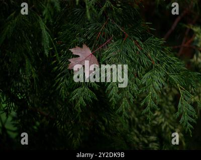 Herbstliches rotes Ahornblatt bedeckt mit Regentropfen. Natürlicher Hintergrund. Stockfoto