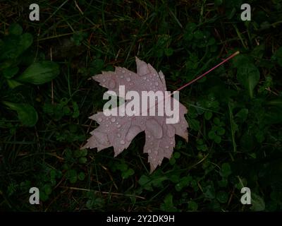 Herbstliches rotes Ahornblatt bedeckt mit Regentropfen auf grünem Gras. Natürlicher Hintergrund. Stockfoto
