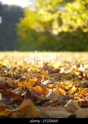 Gefallene herbstgelbe Blätter auf dem Boden nahe oben im Sonnenlicht mit verschwommenem Hintergrund. Stockfoto