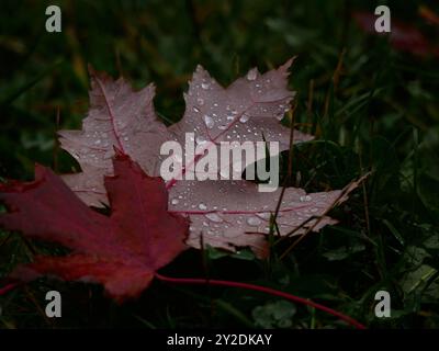 Herbstliche rote Ahornblätter, bedeckt mit Regentropfen auf grünem Gras. Natürlicher Hintergrund Stockfoto