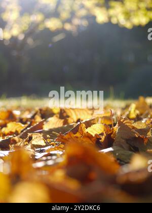 Gefallene herbstgelbe Blätter auf dem Boden nahe oben im Sonnenlicht mit verschwommenem Hintergrund. Stockfoto