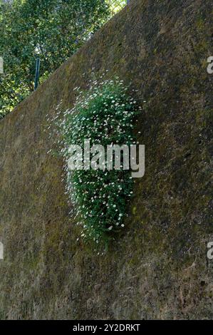 Eine lebhafte Ansammlung kleiner weißer und rosafarbener Blumen wächst trotzig auf einer moosbedeckten Steinmauer Stockfoto