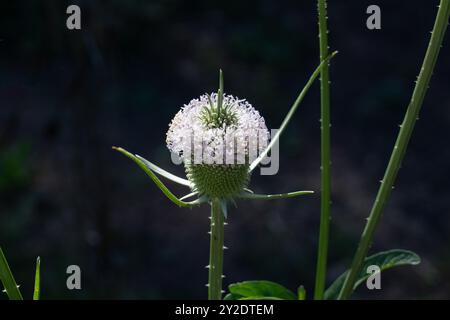 Wilde Teasel, Dipsacus fullonum, im Jardin Botánico de Altura bei Tilcara, Argentinien. Stockfoto