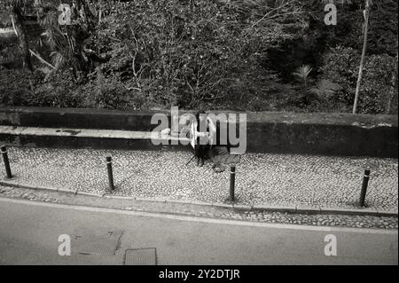 Monochrom einer Straßenmusikerin, die auf einem Kopfsteinpflasterweg sitzt und ihr harfenähnliches Instrument in Sintra spielt Stockfoto