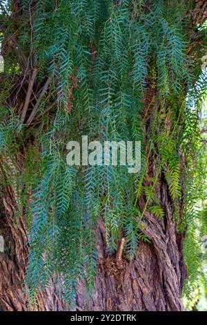 Blätter eines peruanischen Pfefferbaums, Schinus molle var. Areira, im Jardin Botánico de Altura bei Tilcara, Argentinien. Stockfoto