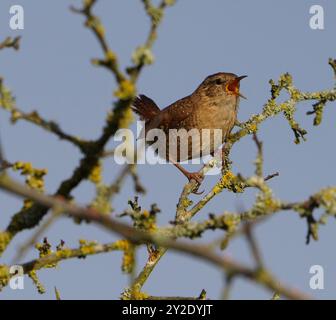 A Eurasian Wren (Troglodytes, Troglodytes) singt im Darley and Nutwood Local Nature Reserve, Derby, Derbyshire, Großbritannien Stockfoto