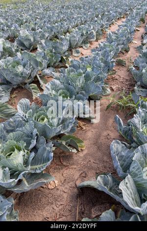 Kohl auf dem Feld, eine große Anzahl von Kohlköpfen auf dem Feld während der Reifezeit Stockfoto