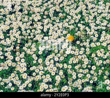 Fruehlingswiese mit massenhaft wachsenden Gaensebluemchen, auch Massliebchen, Bellis perennis, gekuert als Heilpflanze 2017 Gaensebluemchen *** Frühlingswiese mit Massen von gewöhnlichen Gänseblümchen, auch bekannt als Massliebchen, Bellis perennis, als Heilpflanze 2017 gewöhnliche Gänseblümchen angebaut Stockfoto