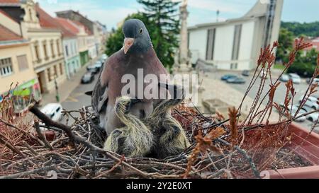 Die Tauben wollen im Nest gefüttert werden. Die Tauben füttern die zwei Tage alten Tauben. Das Taubenleben in der Stadt Stockfoto