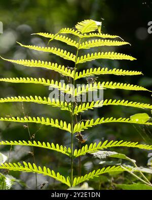 Ein wunderschöner einzelner grüner Farn, der morgens in der Wildnis goldenes Licht leuchtet. Stockfoto
