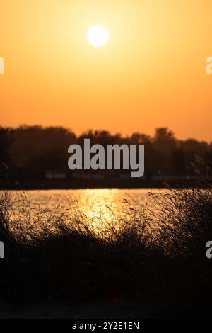 Silhouette des Grases am Seeufer bei Sonnenuntergang an den Al Qudra Seen in Dubai, Vereinigte Arabische Emirate. Selektive Fokussierung auf den Vordergrund. Stockfoto