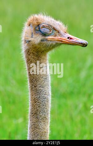 Ein Strauß (Stuthio camelus) steht auf einem grünen Feld. Der Vogel hat einen verschlafenen Blick im Gesicht. Cabarceno Naturpark. Kantabrien, Spanien. Stockfoto