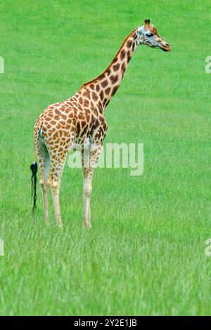 Eine Giraffe (Giraffa camelopardalis), die auf einem grasbewachsenen Feld steht. Cabarceno Naturpark. Kantabrien, Spanien. Stockfoto