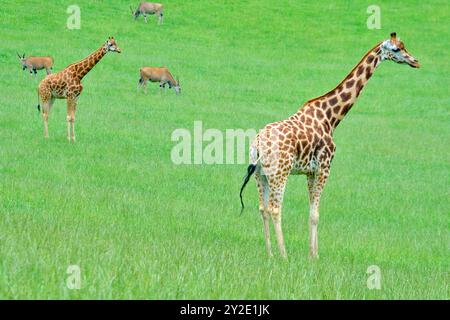 Eine Giraffe (Giraffa camelopardalis) steht mit anderen Tieren in einem Grasland. Cabarceno Naturpark. Kantabrien, Spanien. Stockfoto