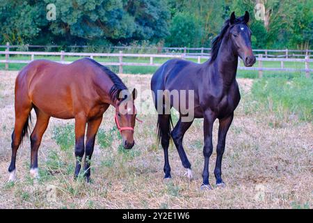 Zwei Pferde stehen auf einem Feld. Die Pferde sind braun und schwarz Stockfoto