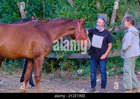 Ein Mann streichelt ein Pferd mit einem roten Zaumzeug. Eine Frau steht hinter ihm Stockfoto