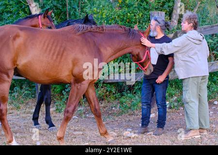 Ein Mann streichelt ein Pferd mit einem roten Zaumzeug. Eine Frau steht hinter ihm Stockfoto