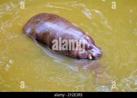 Ein Zwergflusspferd Choeropsis liberiensis schwimmt in einem trüben Gewässer. Cabarceno Naturpark. Kantabrien, Spanien. SPANIEN Copyright: XMikelxBil Stockfoto