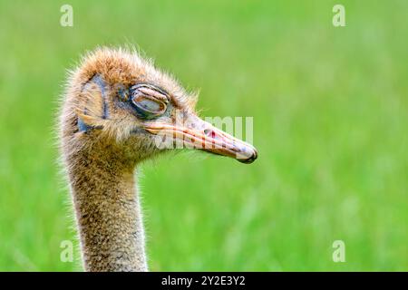 Ein Strauß Stuthio camelus steht auf einem grünen Feld. Der Vogel hat einen verschlafenen Blick im Gesicht. Cabarceno Naturpark. Kantabrien, Spanien. SPANIEN Co Stockfoto