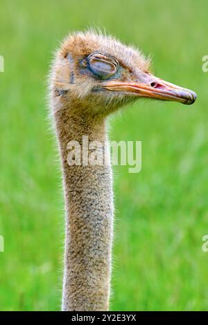 Ein Strauß Stuthio camelus steht auf einem grünen Feld. Der Vogel hat einen verschlafenen Blick im Gesicht. Cabarceno Naturpark. Kantabrien, Spanien. SPANIEN Co Stockfoto