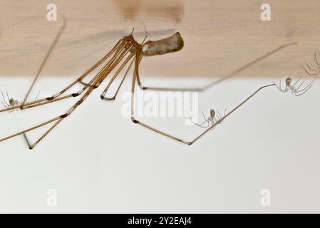 Kellerspinne (Pholcus phalangioides) weiblich mit Jungen auf der Unterseite eines Bücherregals. September, Kent UK Stockfoto