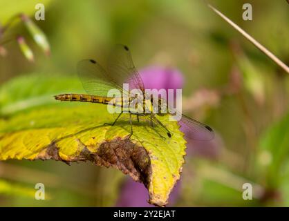 Weibliche Drachenfliege, die auf Blatt thront Stockfoto