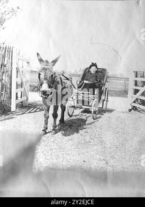 Aus einem beschädigten alten Foto: Undatiert, viktorianisch: Eine ältere Dame in einem einsitzigen Wagen, gezogen von einem Esel. Stockfoto