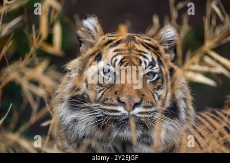 Nahaufnahme eines Tigergesichts, das durch langes Gras zeigt. Stockfoto