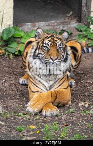 Nahaufnahme eines Sumatra-Tigers, der in einem Außengehege liegt, die Pfoten überkreuzt, in einem britischen Zoo. Stockfoto