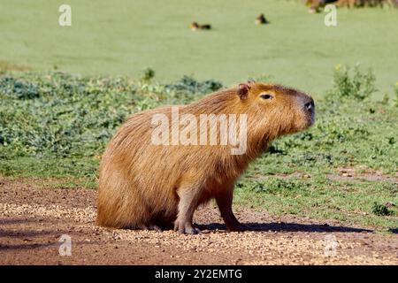 Porträt eines Capybara-Nagetieres oder auch bekannt als Capybara in Südamerika. Wissenschaftliche Bezeichnung Hydrochoerus hydrochaeris Stockfoto