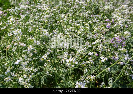 Ölrettich wächst auf dem Feld Stockfoto