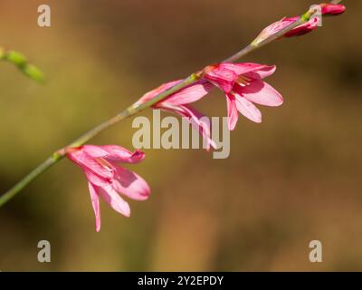 Rosafarbene Blüten im Spätsommerspitzchen der winterharten Zwiebel, Tritonia desticha subsp. Rubrolucens, (Tritonia 'Rosea') Stockfoto