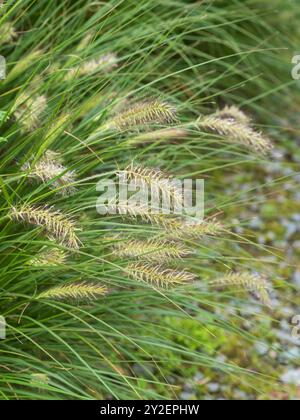 Spätsommer-Blütenspitzen des harten, ausdauernden Brunnengrases Pennisetum alopecuroides Stockfoto