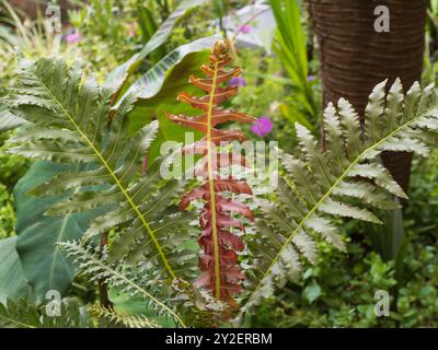 Bronzebroter neuer und grüner älterer Fronden des halbharten brasilianischen Zwergfarns Blechnum brasiliense „Volcano“ Stockfoto