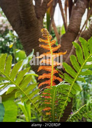 Bronzebroter neuer und grüner älterer Fronden des halbharten brasilianischen Zwergfarns Blechnum brasiliense „Volcano“ Stockfoto