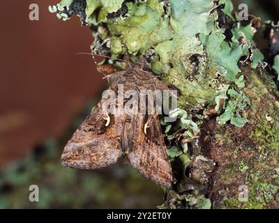 Tag und Nacht fliegende britische Mottenarten, Autographa gamma, Silver Y, auf einem mit Flechten verkrusteten Zweig in einem Plymouth-Garten Stockfoto