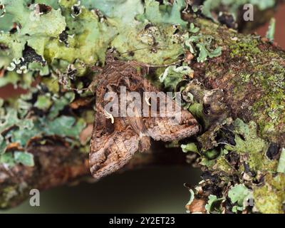 Tag und Nacht fliegende britische Mottenarten, Autographa gamma, Silver Y, auf einem mit Flechten verkrusteten Zweig in einem Plymouth-Garten Stockfoto