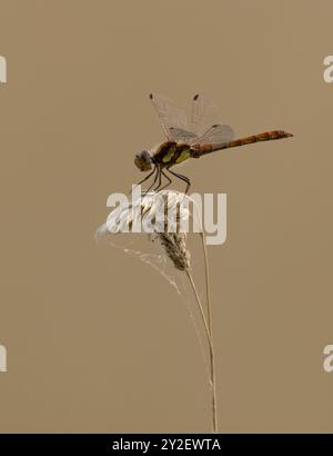 Männlicher Darter (Sympetrum striolatum) auf der Höhe Stockfoto