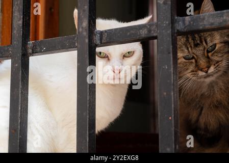 Zwei süße weiße und graue Katzen behinderten das Gitterfenster und schauten in die Kamera Stockfoto