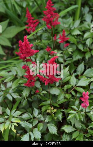 Falscher Ziegenbart oder falsche Spirea, eine rote Astilbe „Fanal“ x arendsii, Astilbe arendsii, Saxifragaceae. Asien und Nordamerika. Stockfoto