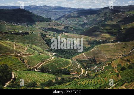 Ein Panoramablick auf sanfte Hügel mit Weinbergen im Douro-Tal, Portugal, mit üppigem Grün und Terrassenlandschaft der Region. Stockfoto