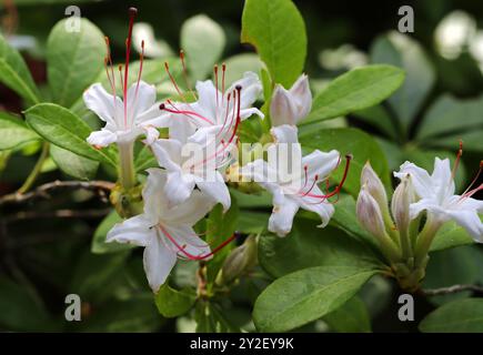 Glatte Azaleen oder süße Azaleen, Rhododendron arborescens, Ericaceae. Ost-Nordamerika. Indigene in den Vereinigten Staaten. Giftige Blüten. Stockfoto