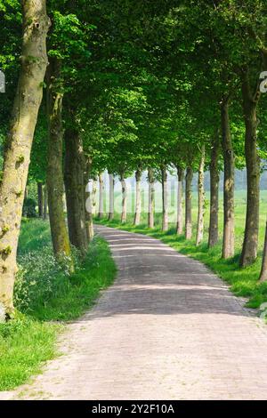 Straße mit Bäumen im Blatt auf dem Weg zur alten Kirche in Jannum Friesland, Niederlande in einer sonnigen Landschaft im Frühling Stockfoto