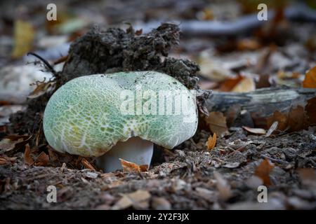 . Essbare Pilze mit ausgezeichnetem Geschmack. Bio-Lebensmittel. Unkultivierte Pilze. Stockfoto