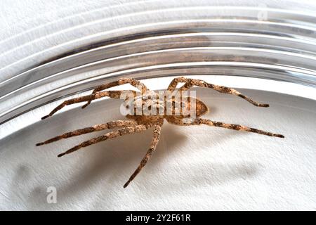 Nosferatu-Spinne, gefangen in Glas, Nahaufnahme mit Zeichnung auf der Rückseite Stockfoto