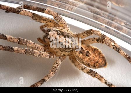 Nosferatu-Spinne, gefangen in Glas, Nahaufnahme mit Zeichnung auf der Rückseite Stockfoto