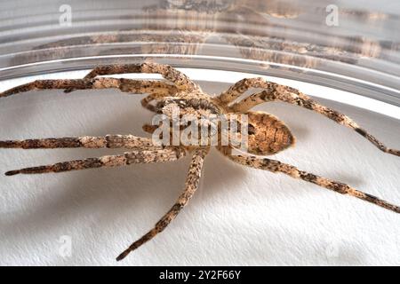 Nosferatu-Spinne, gefangen in Glas, Nahaufnahme mit Zeichnung auf der Rückseite Stockfoto